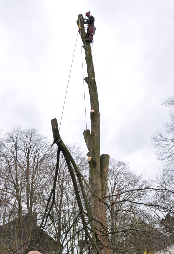 Fällung eines Ahorns mittels Rigging TreeSurfer Rund