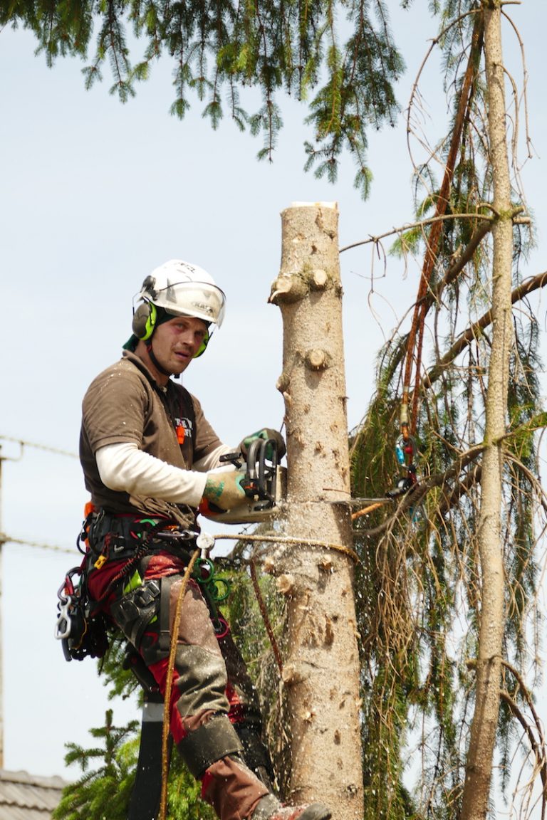 Baumfällung Seilklettertechnik TreeSurfer Rund um den Baum